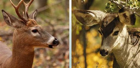 Whitetail Vs Mule Deer 6 Key Differences Moving Giants
