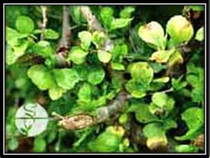 Commiphora mukul resin extract is an extract of the resin of commiphora mukul, burseraceae. COMMIPHORA MUKUL PDF