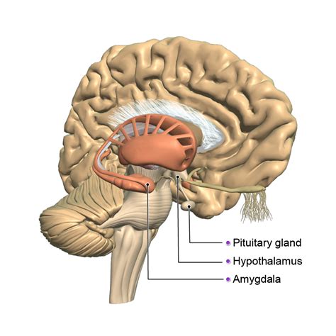 How Stress Impacts Your Body And How To Deal With It