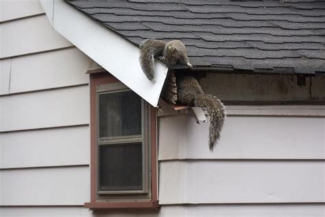 How To Get Rid Of Squirrels In Your Attic Master Attic