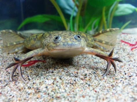 The African Clawed Frog Is A Species Of African Aquatic Frog Of The