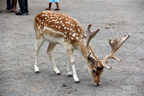 Stag Of Japanese Spotted Deer Cervus Nippon At The Free Photo Download