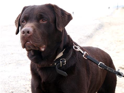 How often do labs shed? Quiz: How Well Do You Know About Labradors?