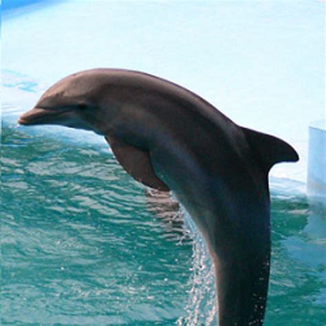 Dolphin Facts For Kids With Printable Worksheets | HubPages