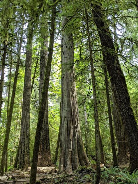 Visit Vancouver Vancouver Island Tofino Bc Temperate Rainforest
