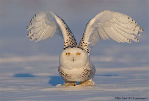 Snowy Owl Owl Snowy Owl Paws And Claws