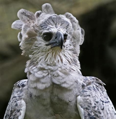 Harpy Eagle 5 Harpy Eagle Eagle Bird Rapace Colorful Animals Animal