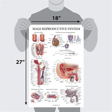 Male Female Reproductive System Anatomical Charts Anatomy Posters