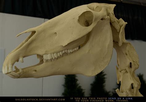 Horse Skeleton 4 By Salsolastock Horse Anatomy Animal Skeletons