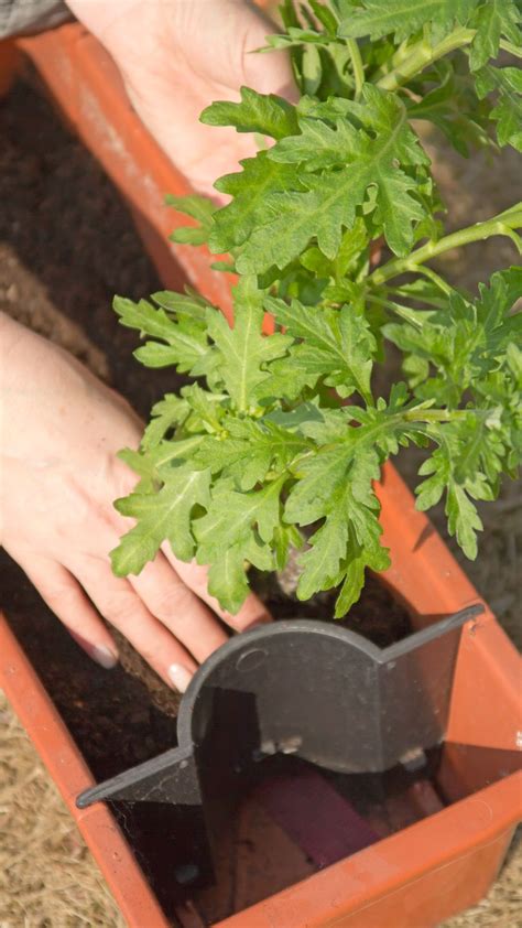 Do Self Watering Pots Work For Southwest Plants The Pros And Cons