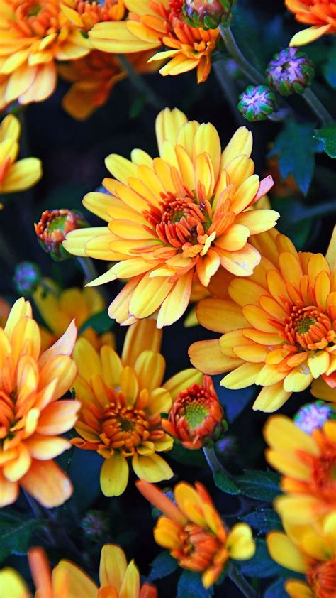 Autumn Yellow Flowers Chrysanthemum 1080x1920 Wallpaper Retina