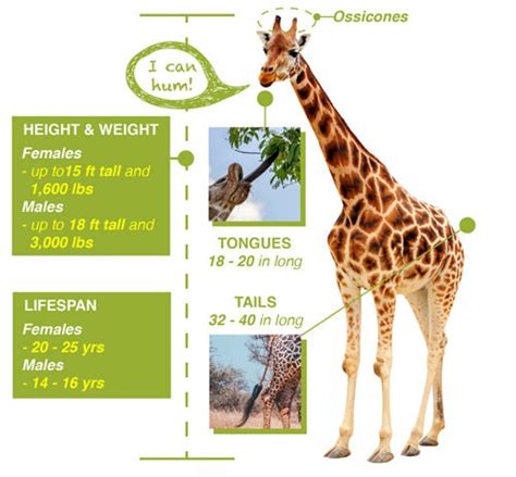 Giraffe Facts Save Giraffe Now La Scienza Della Vita Grande