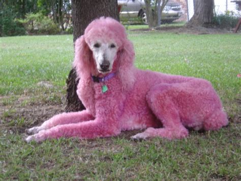 Cute Dogs Pink Poodle Dog