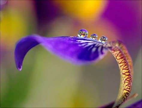 Droplets Of Dew Purple Flower Photos Water Drop Photography Flower