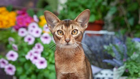 10 Cats With Big Ears Just Too Cute For Words Purina