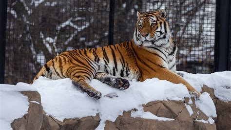 Creature Feature Amur Tiger Assiniboine Park Conservancy
