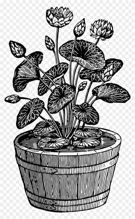 House Plant Drawing Png Indoor Potted Plants By Digitalwideresource