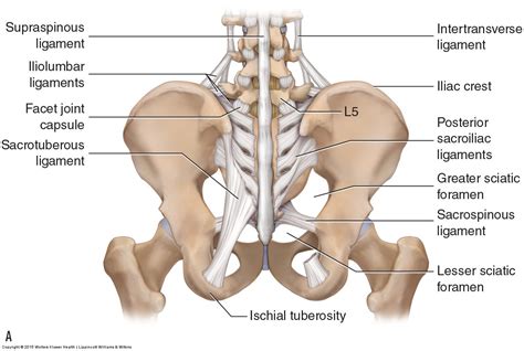 Muscles of the back can be divided into superficial, intermediate, and deep. Ligaments of the Lumbar Spine and Pelvis