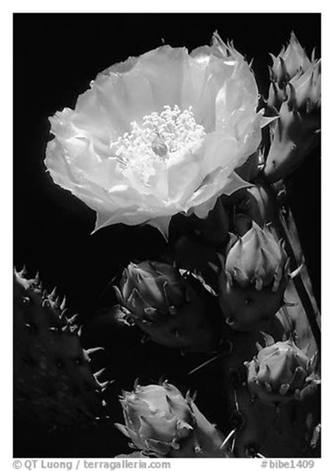 Black and white art abstract shot of cacti plant surface with baby cactus and prickly sharp needles thorns, natural. Black and White Picture/Photo: Pickly pear cactus flower ...