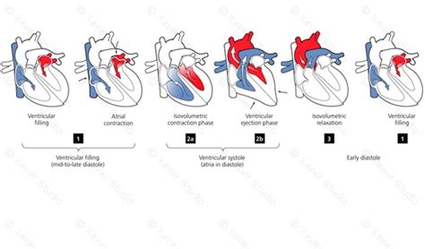 Forums pour discuter de contraction, voir ses formes composées, des exemples et poser vos questions. Heart Phases