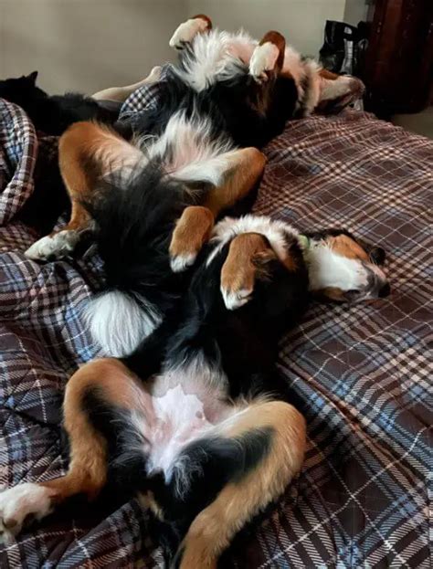 15 Funny Pictures Of Bernese Mountain Dogs With Unique Sleeping