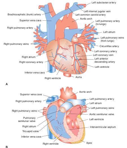 The right and left upper and lower limbs create a flow chart showing the major systemic veins through which blood travels… 13 best images about Blood Vessels in the Human Body on Pinterest | Blood vessels, The human ...