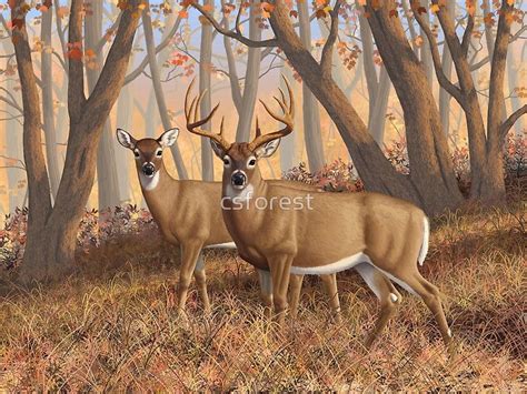 Whitetail Deer Monster Buck And Doe Framed Print By Csforest Deer