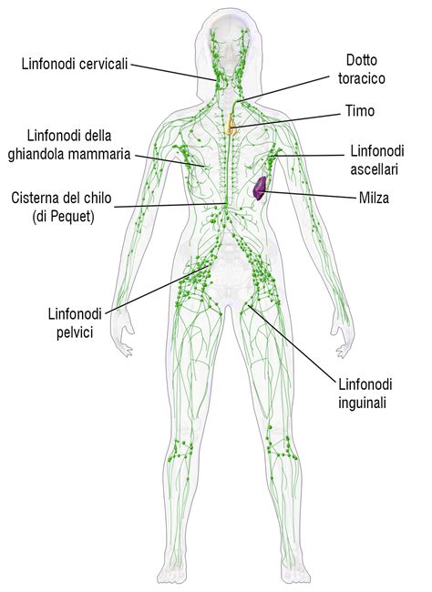 Sistema Linfatico Superagatoide