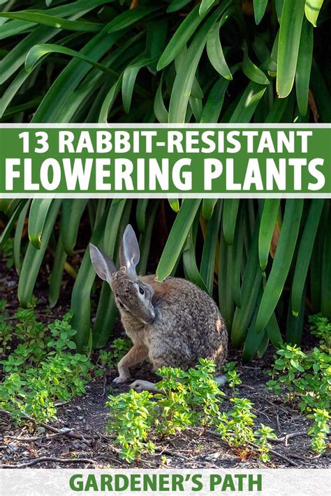 13 Flowering Plants Rabbits Will Leave Alone Gardeners Path