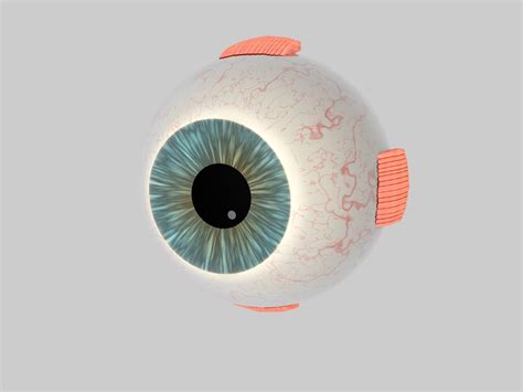 Human Eye Cross Section Eyeball 3d Model Obj 3ds Fbx C4d Dxf Stl