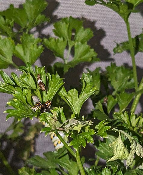 how many tiny baby swallowtails do you see?! : r/blackswallowtail