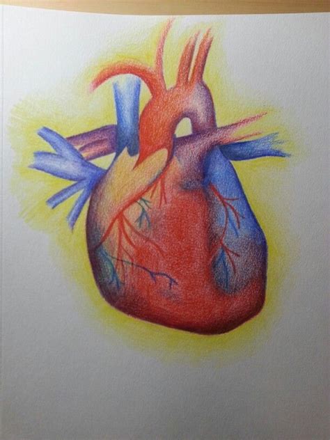 Human Heart Sketch With Colored Pencil Assemblage Final