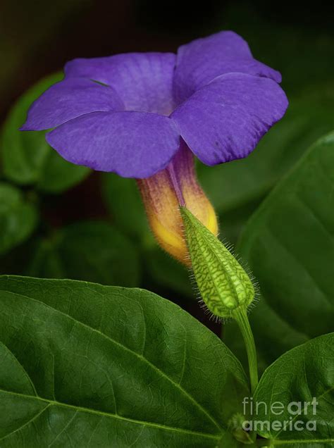 Thunbergia Battiscombei Photograph By Mike Nellums Fine Art America