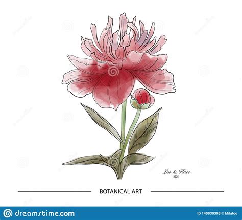 Watercolor Peony Illustration Minimalist Hand Drawn Flower Card
