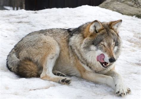 Wolf Dog Hybrid As A Pet Pethelpful