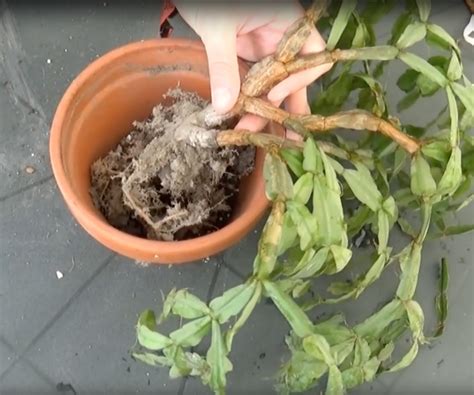 Growing a cactus indoors or out can create visual interest and a feel reminiscent of a dry, rugged landscape. Shriveled "Leaves" Mean Your Christmas Cactus is In ...