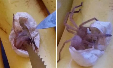 Couple Discover Huge Spider And Eggs In Nest Sticking To Bananas Daily Mail Online