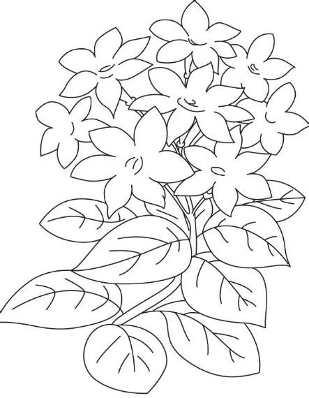 39 Gambar Sketsa Bunga Indah Sakura Mawar Melati Matahari Anggrek