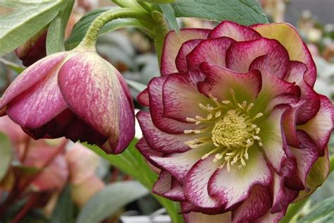 Showy And Long Lasting Hellebore Winter Jewels Harlequin Gem