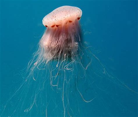 With tentacles up to 120 feet long, some individuals even rival in size the blue whale, the largest animal in. Lion's Mane Jellyfish - Knowledge Base LookSeek.com
