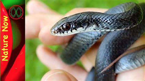 Black Racer Snakes Will Bite Youtube