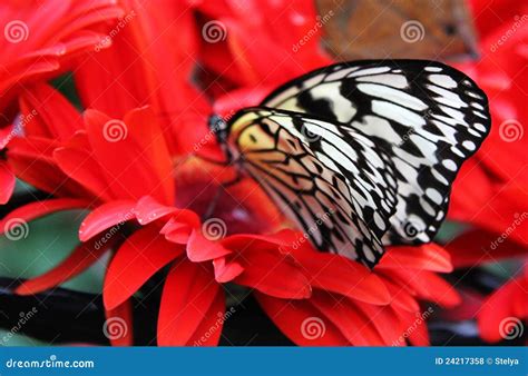 Butterfly On Red Flowers Stock Photo Image Of Resting 24217358