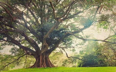 Wallpapers With Ancient Oak Trees Arthatravel Com