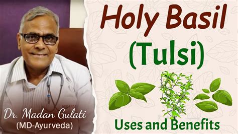 Holy Basil Tulsi Uses And Benefits By Dr Madan Gulati Youtube