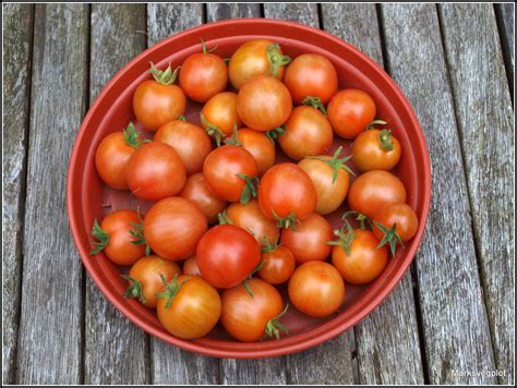 Marks Veg Plot Harvesting Tomatoes