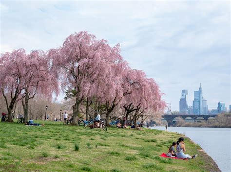 Where To See Cherry Blossoms In Philly In 2023 Visit Philadelphia