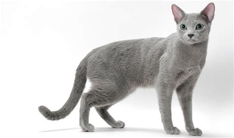 What Is A Russian Blue Cat The Pets Dialogue