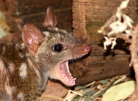 Orphaned Baby Quolls Nursed Back To Health In Pictures World News