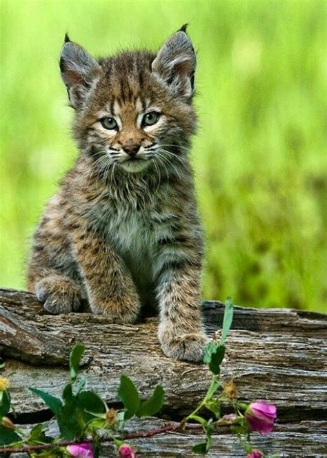 Pin By Raven Harris On Kitties Rule Lynx Kitten Cute Animals