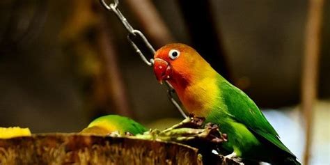 Cara Merawat Lovebird Bagi Pemula Perhatikan Kondisi Kandangnya